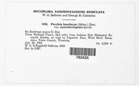 Puccinia heucherae var. austroberingiana image
